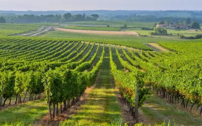 Paysage de vignobles verdoyants à perte de vue, idéal pour un séjour vignoble Bordeaux.