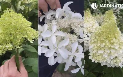 Detalle de racimos de hortensias blancas, algunas aún verdes, otras en plena floración, mostrando su delicada belleza.