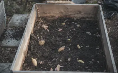 Potatis som börjat gro i en odlingslåda, redo att kupa potatis.