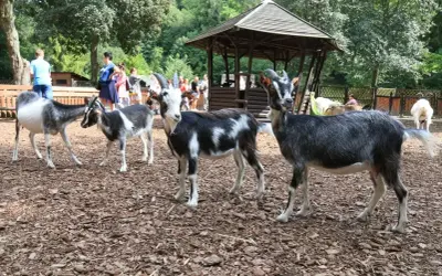 Koziołki i kozy w zoo oliwskim pozują do zdjęć. W tle widać ludzi i drewnianą altanę.
