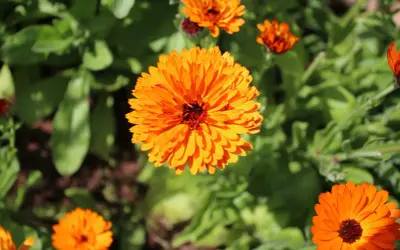 Leuchtend orange Ringelblumen blühen im Sonnenlicht. Ihre Heilwirkung ist bekannt, sie sind ein Symbol für Vitalität.