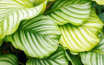 Calathea con striature verdi e bianche, alcune foglie mostrano sfumature gialle e gocce d'acqua.