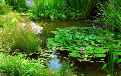 Un bassin paisible avec une plante flottante, des nénuphars verts et une fleur rose. Des herbes hautes bordent l'eau.
