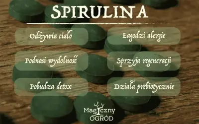 Spirulina właściwości: odżywia ciało, łagodzi alergie, podnosi wydolność, sprzyja regeneracji, pobudza detox, działa prebiotycznie.