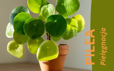 Pilea peperomioides, czyli pieniążek, w ceramicznej doniczce. Zielone, okrągłe liście pięknie odbijają światło.