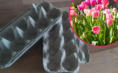Pudełka po jajkach jako pomoc w planowaniu, jak głęboko sadzić tulipany. W tle kwitnące, różowe tulipany.