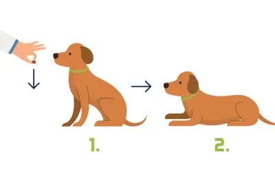 Ein Hund lernt, sich auf Kommando hinzulegen. Zuerst sitzt er, dann legt sich der Hund auf meinen Platz.