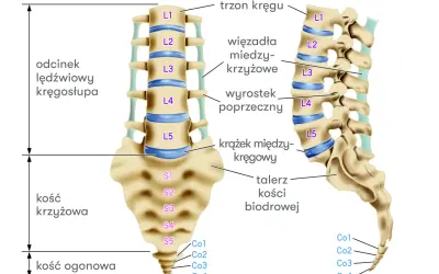 Anatomia kręgosłupa: odcinek lędźwiowy, kość krzyżowa i ogonowa. Ilustracja pokazuje budowę kręgów, krążków międzykręgowych i więzadeł, istotnych przy diagnozowaniu np. zespołu Bertolottiego.