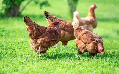 Mehrere braune Hühner auf einer grünen Wiese. Ein Huhn atmet schwer, während es nach Futter sucht.