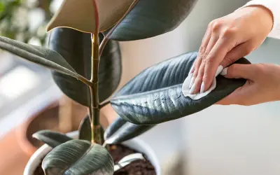 Maintenir la brillance de votre ficus : une main nettoie délicatement une feuille avec un chiffon humide. Apprenez comment nettoyer les feuilles des plantes pour une meilleure santé.