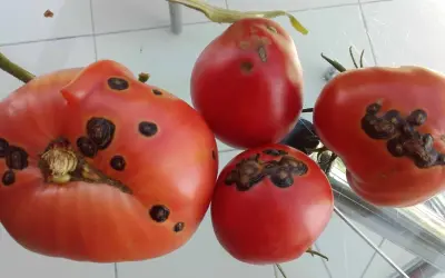 Quatre tomates rouges présentent des taches noires, signe d'une maladie.