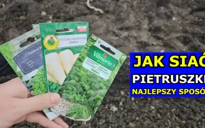 Jak głęboko siać pietruszkę? Sekret obfitych plonów