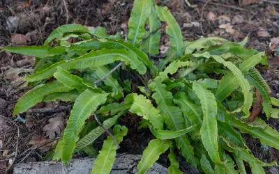 En frodig ormbunke utomhus, med sina karaktäristiska, vågiga blad som sträcker sig mot marken.