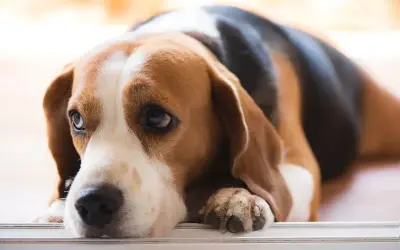 Smutny beagle z opuszczonym pyskiem, być może cierpiący na niewydolność trzustki u psa. Jego oczy wyrażają zmęczenie i ból.