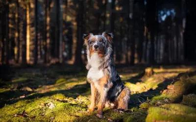 Ein prächtiger Australian Shepherd Showlinie sitzt im Sonnenlicht eines Waldes.