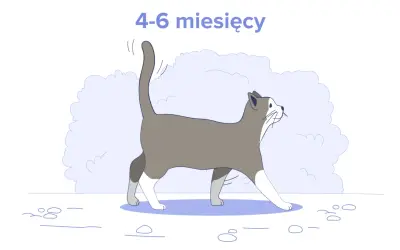Ilustracja kota w wieku 4-6 miesięcy. Dowiedz się, ile powinien jeść 4 miesięczny kot, aby był zdrowy i pełen energii.