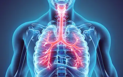Anatomia ludzkiego ciała z widocznymi czerwonymi oskrzelami i tchawicą.