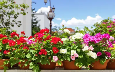 Des géraniums colorés en pots, prêts pour l'arrosage, sous un ciel bleu.
