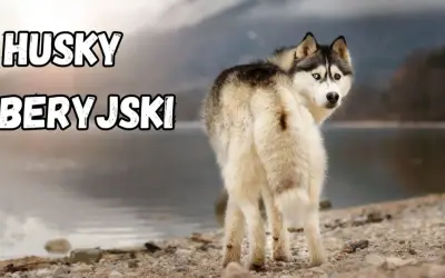 Piękny syberyjski szpic z dwukolorowymi oczami stoi na kamienistej plaży nad jeziorem.
