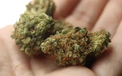 10g marihuany w Polsce: Co Ci grozi? Prawa i szanse na umorzenie