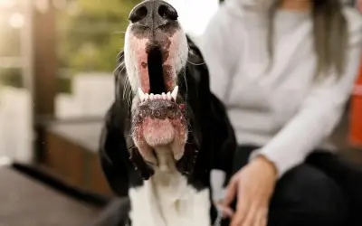 Gros plan sur la gueule ouverte d'un chien noir et blanc. Une personne est assise à côté. Apprenez comment empecher un chien d'aboyer.