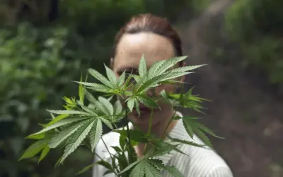 THC w medycznej marihuanie w Polsce: Jak wybrać odpowiednie stężenie?