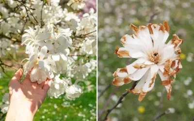 Dwie magnolie: jedna w pełnym rozkwicie, druga z brązowymi końcówkami płatków. Jak długo kwitnie magnolia? Zależy od pogody i odmiany.