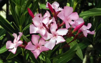 Vackra, men giftiga, rosa oleanderblommor med mörkgröna blad. Var försiktig, oleander är giftig.