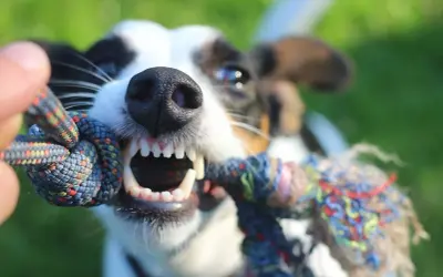 Ein Hund mit offenem Maul und scharfen Zähnen zieht an einem Seilspielzeug. So zeige ich meinem Hund, dass ich der Chef bin: durch gemeinsames Spiel und klare Regeln.