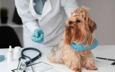 Weterynarz podaje szczepienie na wściekliznę małemu psu rasy Yorkshire Terrier.