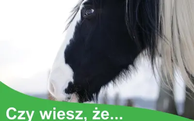 Czy wiesz, że niektóre rośliny trujące dla koni mogą stanowić zagrożenie? Dbaj o bezpieczeństwo swojego konia.