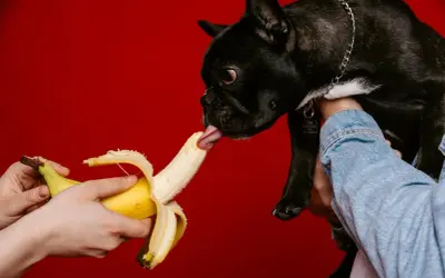 Czarny buldog francuski z językiem sięga po banana. Czy pies może jeść banany? Tak, w umiarkowanych ilościach.