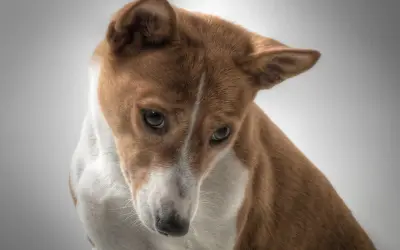 Uroczy basenji z rudym futrem i białym znaczeniem na piersi, zamyślony. Zastanawiasz się nad basenji cena?