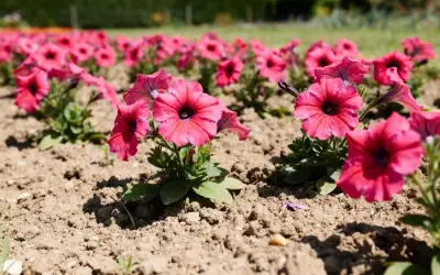 Des pétunias roses vifs en pleine exposition, leurs corolles évasées s'ouvrant sur un cœur sombre. Une belle scène printanière.