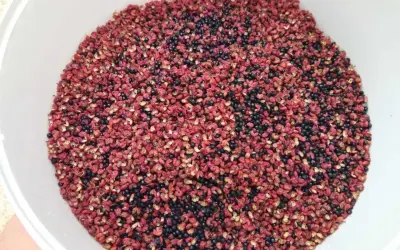 Un bol rempli de poivre de Sichuan rouge et noir, prêt pour la récolte. Le moment idéal pour quand récolter le poivre de Sichuan est quand les baies sont mûres.