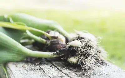 Tulip bulbs with roots and green shoots, ready for planting. This image hints at when to dig up tulip bulbs for storage or replanting.