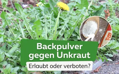 Backpulver gegen Unkraut: Ein Löwenzahn im Fokus, daneben ein Löffel mit Backpulver. Ist das erlaubt oder verboten?