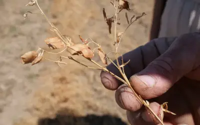 Main d'agriculteur tenant une tige sèche de lentilles, prête pour la récolte dans un champ.