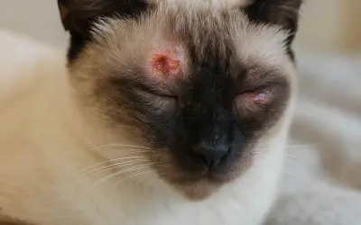 Gato siamés con lesiones rojizas y costrosas alrededor de los ojos, indicativo de tiña en gatos.
