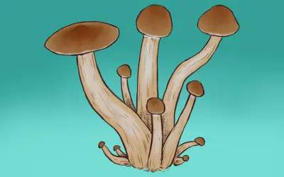 Ilustracja pęczka brązowych grzybów na turkusowym tle.