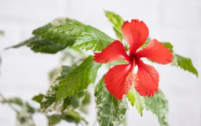 Czerwony kwiat hibiskusa z zielonymi liśćmi. Idealny na relaksującą herbatę z hibiskusem w ciąży.