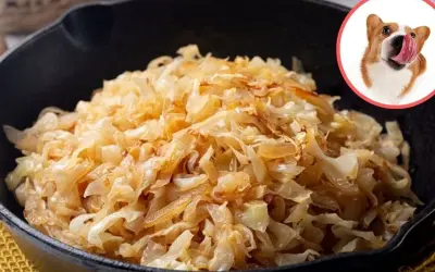 Czy pies może jeść kiszoną kapustę? Na zdjęciu widzimy porcję kiszonej kapusty w żeliwnej patelni i ciekawskiego corgi oblizującego się na jej widok.