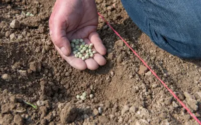 Main d'une personne tenant des graines de petit pois, prête à les semer dans la terre. Le printemps est là, le moment idéal quand semer petit pois.