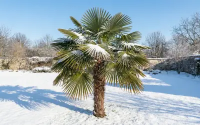 Palma, jeden z niewielu zimozielonych drzew, stoi w śniegu. Jej zielone liście kontrastują z bielą, a cień rzuca się na pokryty śniegiem trawnik.