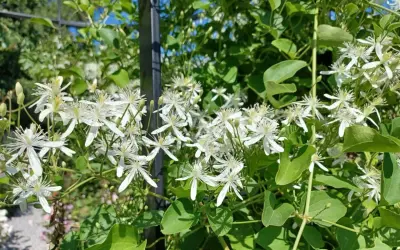 Kwitnący powoj **clematis jak szybko rośnie** na tle zieleni i błękitnego nieba.