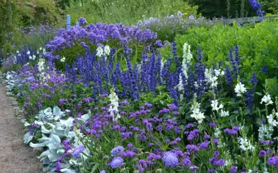 En vacker perennrabatt med lila och vita blommor längs en grusgång. Perfekt rabatt inspiration för en somrig trädgård.