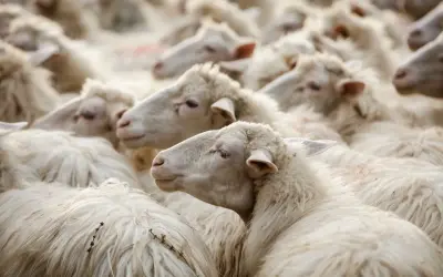 Un gregge di pecore bianche, con la loro morbida lana e la lingua blu visibile in alcune, si muove compatto.