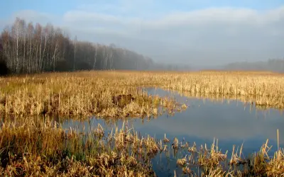 Mglisty poranek nad wodami Kozłowej Góry. Sucha trawa otacza spokojną taflę wody, w oddali las.