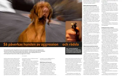En brun hund skakar, med suddig bakgrund.