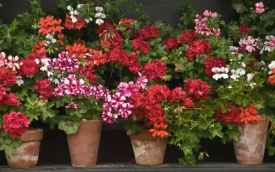 Macizo de geranios en macetas de terracota, con flores rojas, rosas y blancas, creando un vibrante tapiz floral.